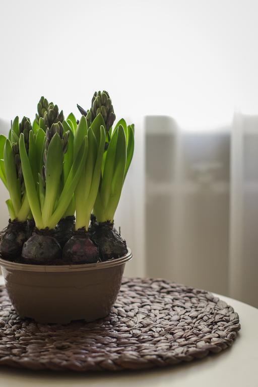Apartamento Saulys Druskininkai Habitación foto